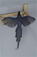 臺灣藍鵲藏品圖，第13張